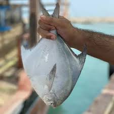 تصویر 1 از خرید و قیمت ماهی حلوا سفید کیلویی + فروش صادراتی